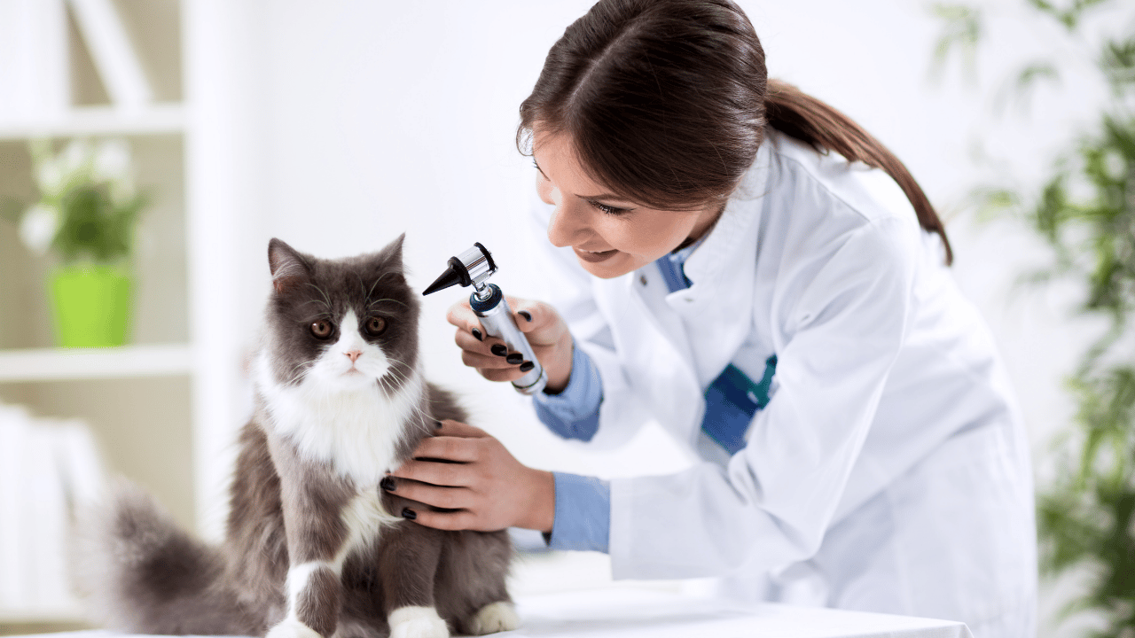 when to take cat to vet​