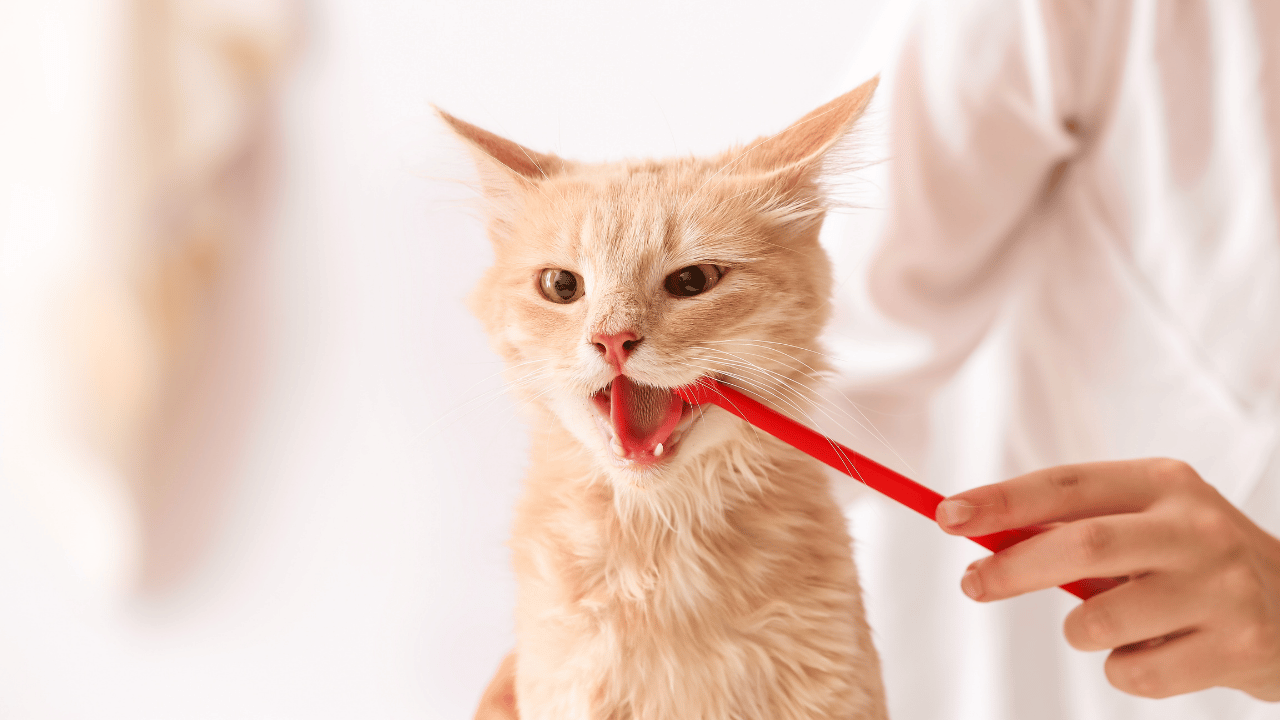 when to take cat to vet for vomiting​
