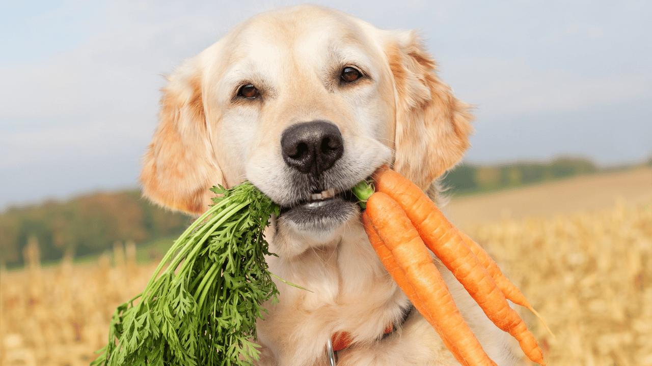 should dogs eat vegetables​