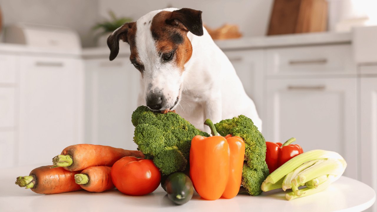 what vegetables can dogs not eat​