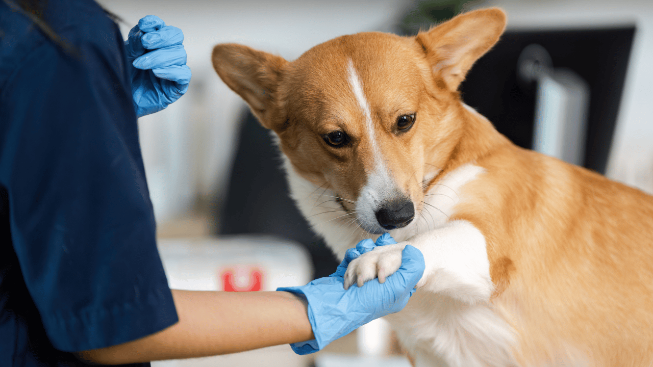 virtual vet visits​