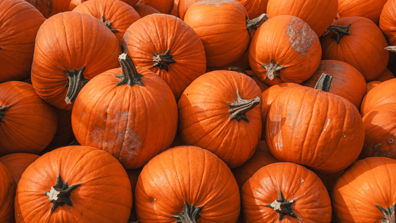 plant based diet for immune system​