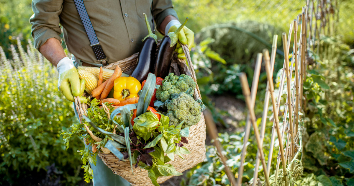 What to plant in you garden this February 