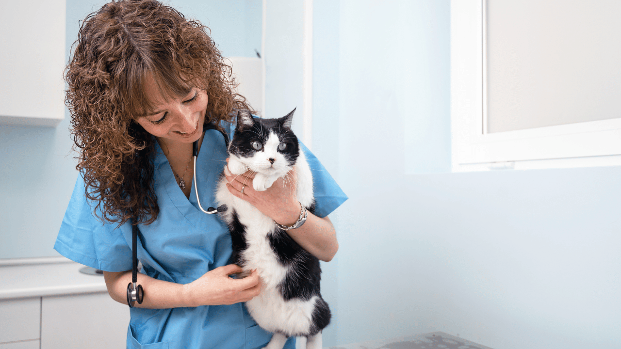 When Should You Take Your Cat to the Vet?